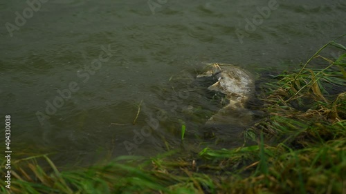 Dead chum salmon. This epic journey also called as salmon run, when salmons migrate back from the ocean to the river where they were born to lay their eggs and complete their life cycle. photo