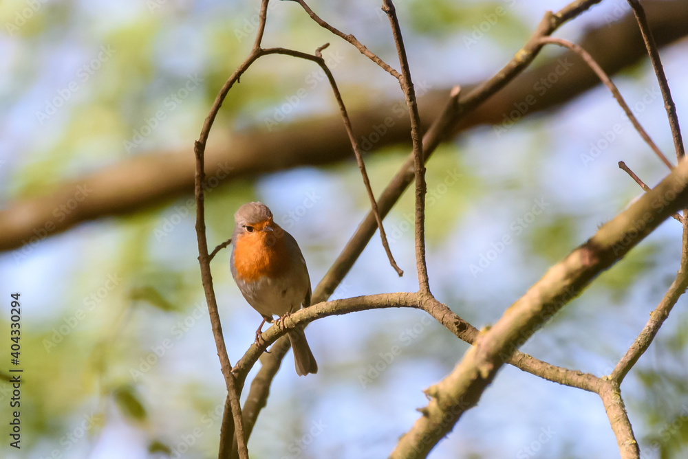 Selective focus photo. European robin bird, Erithacus rubecula on tree. Selective focus photo. European robin bird, Erithacus rubecula on tree.