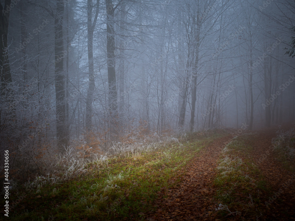 Naklejka premium Mysterious foggy forest covered with rime in late autumn. Forest road covered with colourful leafs,fog,trees covered with rime, gloomy autumnal landscape. Jeseniky mountains, Eastern Europe, Moravia. 