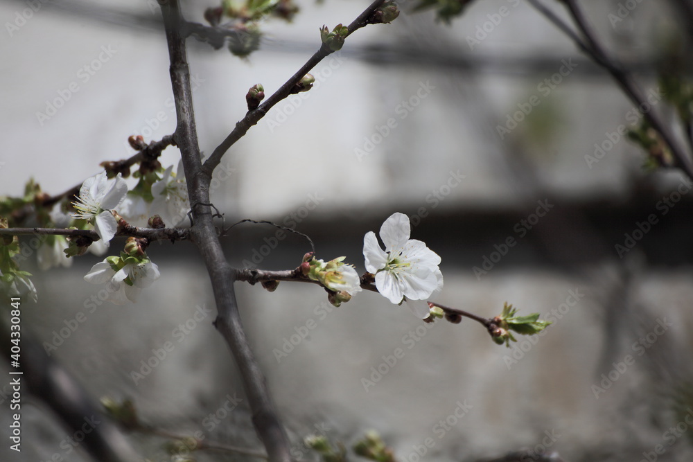 Cherry flowers in the spring