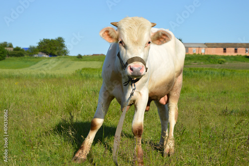 Canvas Print A young white bull is aggressive. Domestic artiodactyl animal.