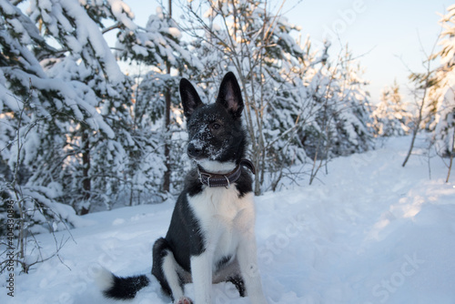 Dog husky breed walks in winter snowy forest on a sunny afternoon Serious male husky leader looks like a wolf snow falls on his head and shines frost
