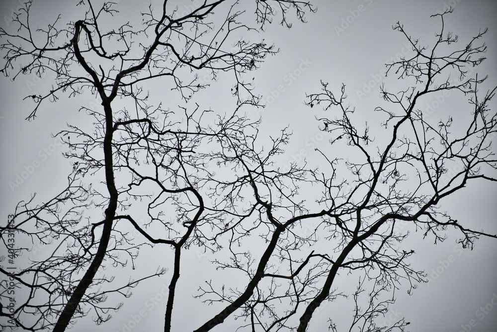 Fototapeta premium Black and white tree branches without foliage in winter time