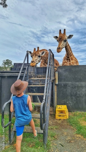 Young tourist boy getting ready to climb ladder and feed giraffes