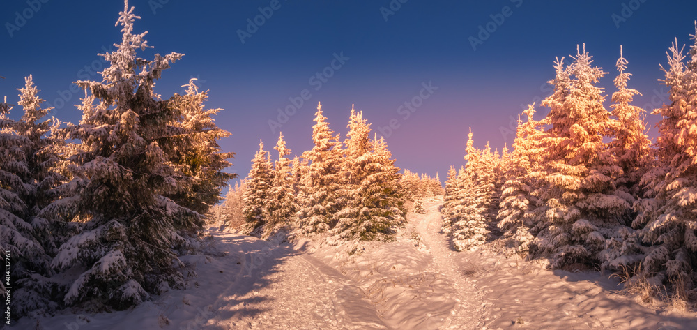 Spruce trees covered with snow and rime, snow, blue sky,sunlight, sunny day. Jeseniky mountains.Czech republic. . Spruce trees covered with snow and rime, snow, blue sky,sunlight, sunny day. Jeseniky mountains.Czech republic. .