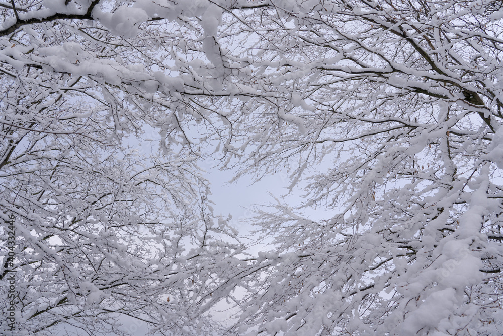 white fresh snow on the branches in winter white fresh snow on the branches in winter