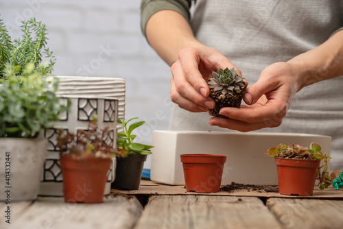 plant, person, woman, gardening, nature, pot, home, indoor, flower, green, ground, hand, garden, earth, care, cultivate, female, transplant, young, decor, gardener, hobby, house, seed, agriculture, na