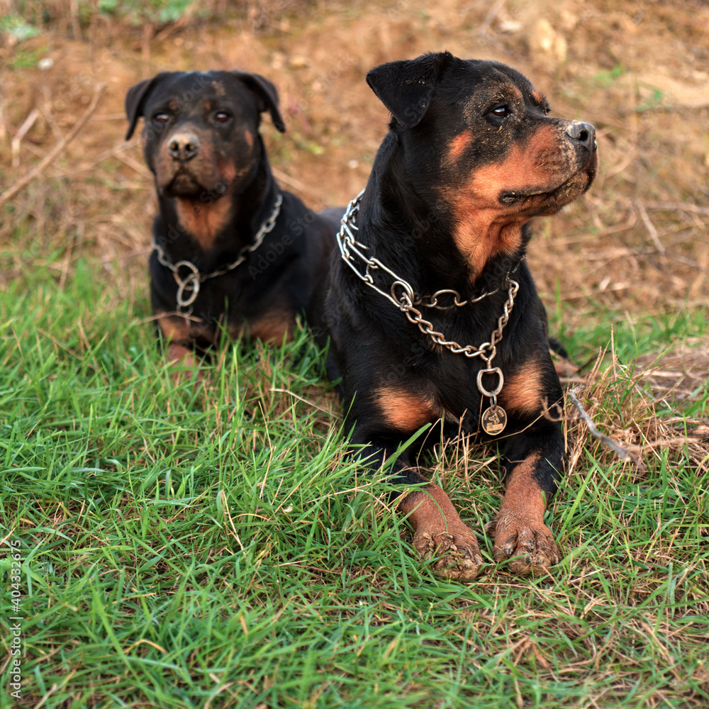 Two black rottweiler dogs lying in the green grass next to each other. Two black rottweiler dogs lying in the green grass next to each other.