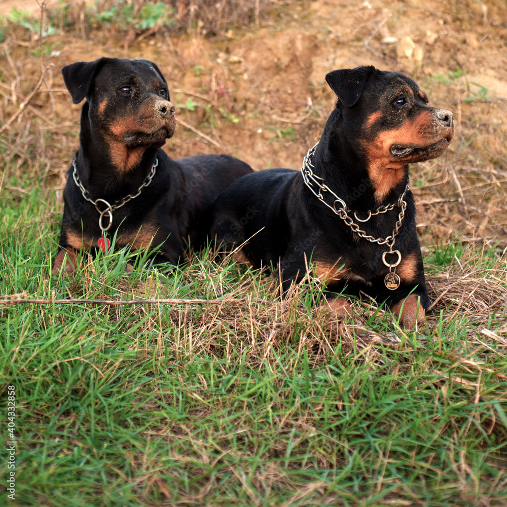 Two black rottweiler dogs lying in the green grass next to each other. Two black rottweiler dogs lying in the green grass next to each other.