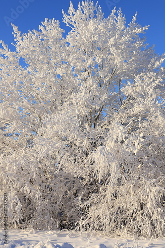 Russian nature in winter, Christmas background. After a snowfall, tree branches are covered with snow and sparkle in the sun, severe frost and low temperatures. This is a beautiful winter banner © Светлана Балынь