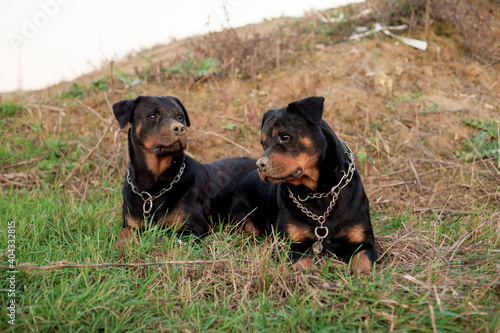 Two black rottweiler dogs lying in the green grass next to each other.