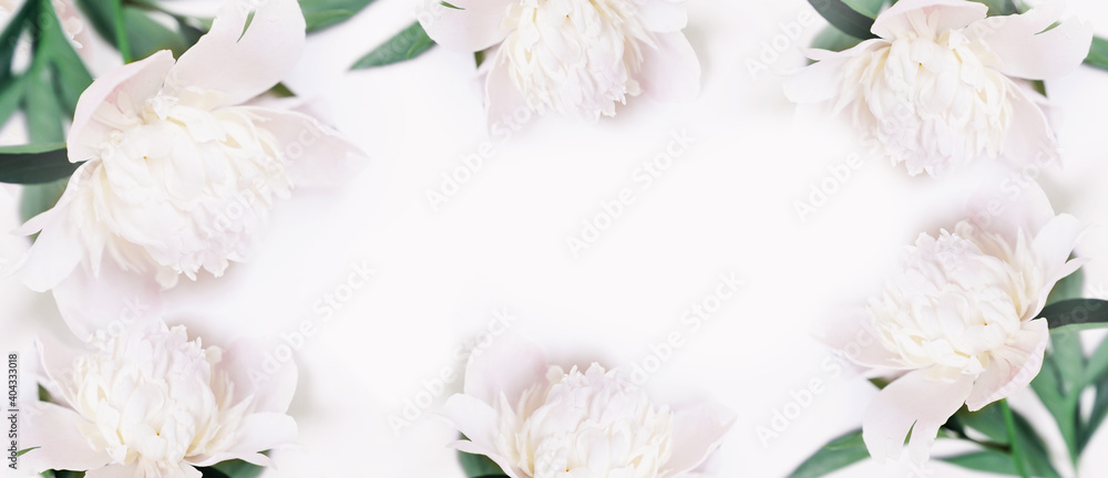 Many white peonies on light grey background banner with copy space. High quality photo