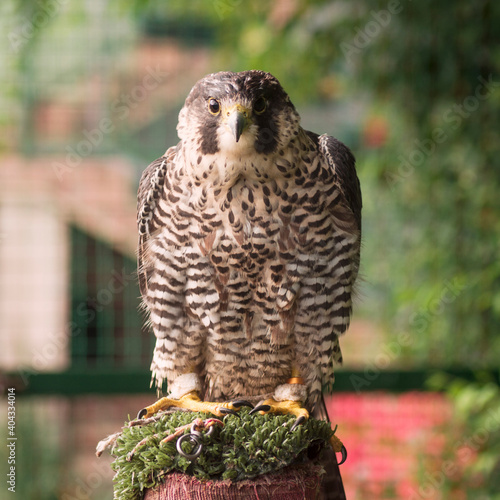 falcon bird of prey photo