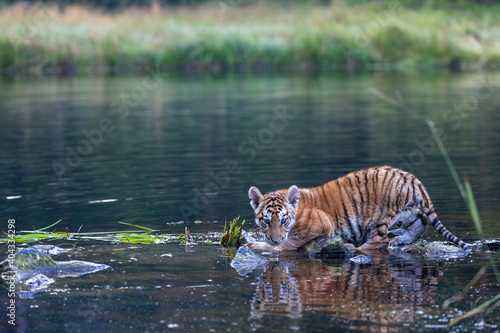 Bengal tiger cub is walking in the lake looking at the camera.  Horizontally. 