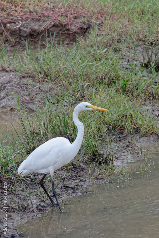 Grande Aigrette en Guyane française Grande Aigrette en Guyane française