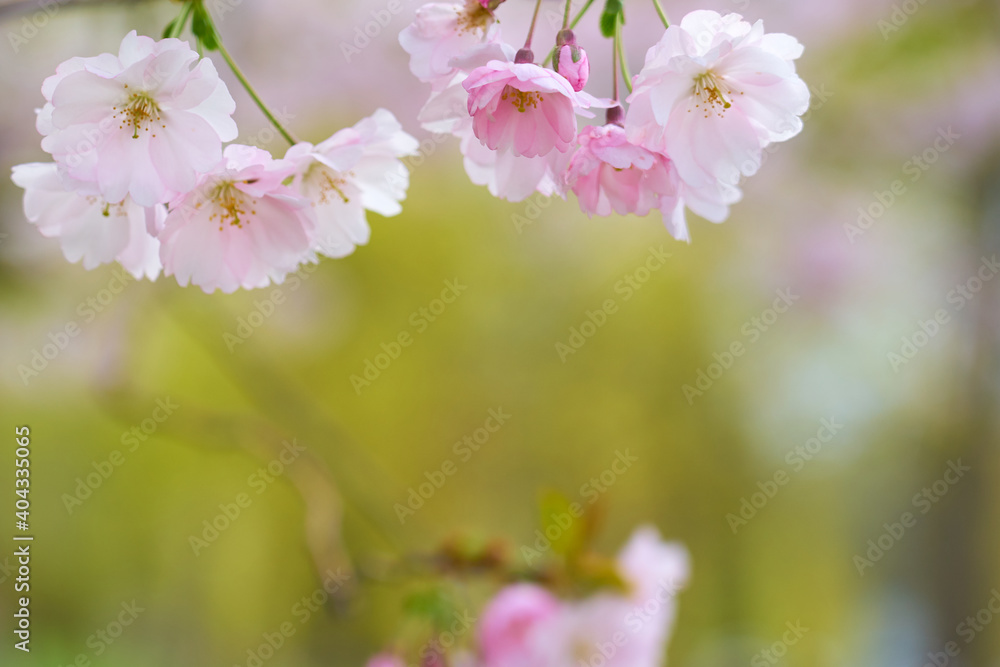 Blossoming cherry with blurred trees in the background. Blossoming cherry with blurred trees in the background.