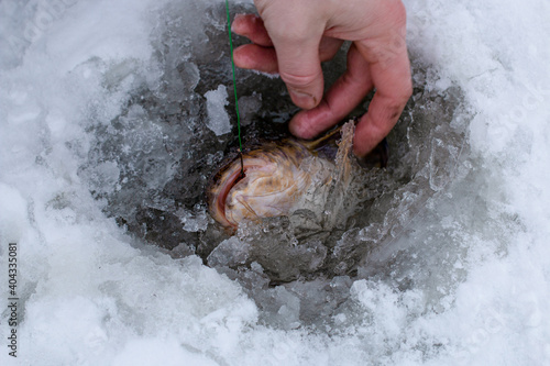 Photography The burbot looks out of the hole.