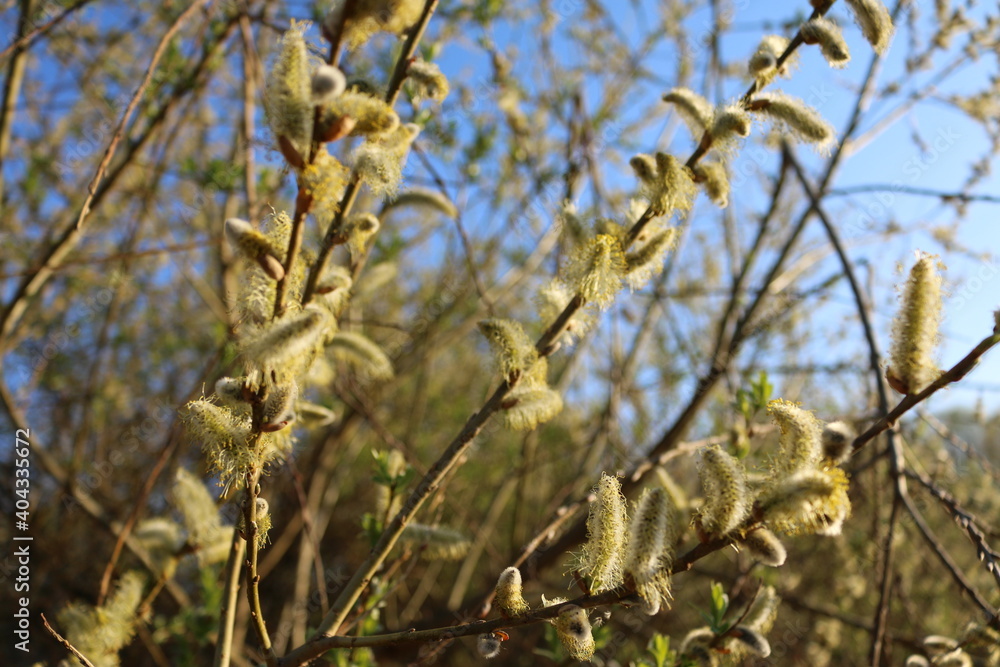 Blooming fluffy willow branches in spring close-up on nature macro Blooming fluffy willow branches in spring close-up on nature macro