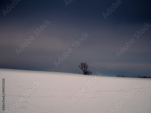 Isolated solitary tree surrounded by mysterious gloomy landscape. Winter snowy landscape, Vysocina region,Europe. .