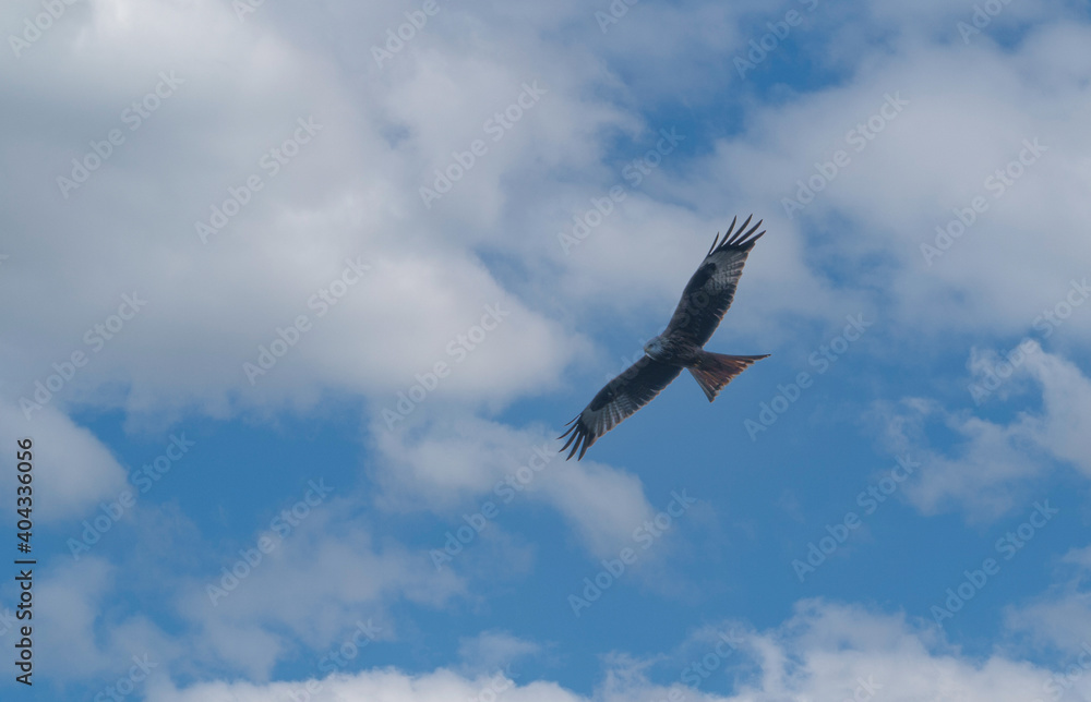 red kite soaring in a blue and white cloud winter UK sky