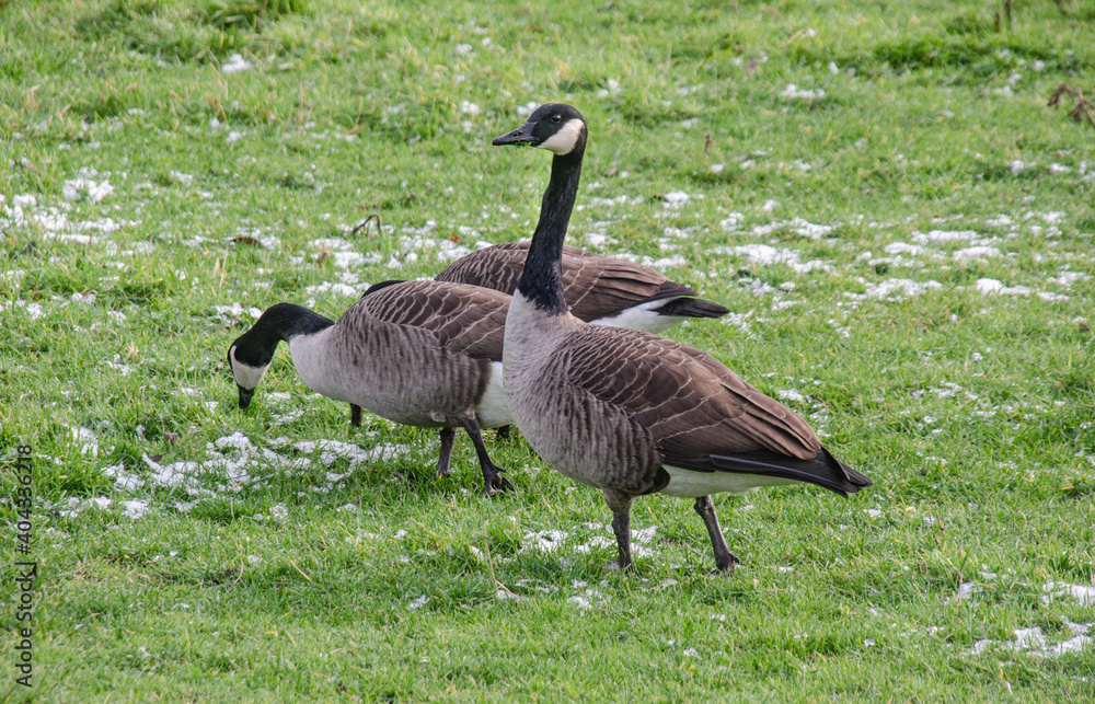 Wildgänse auf einer Wiese Wildgänse auf einer Wiese