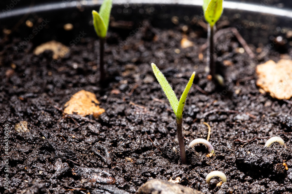 Φωτογραφία some sprouts of tomato plants in the fertile soil taken very close