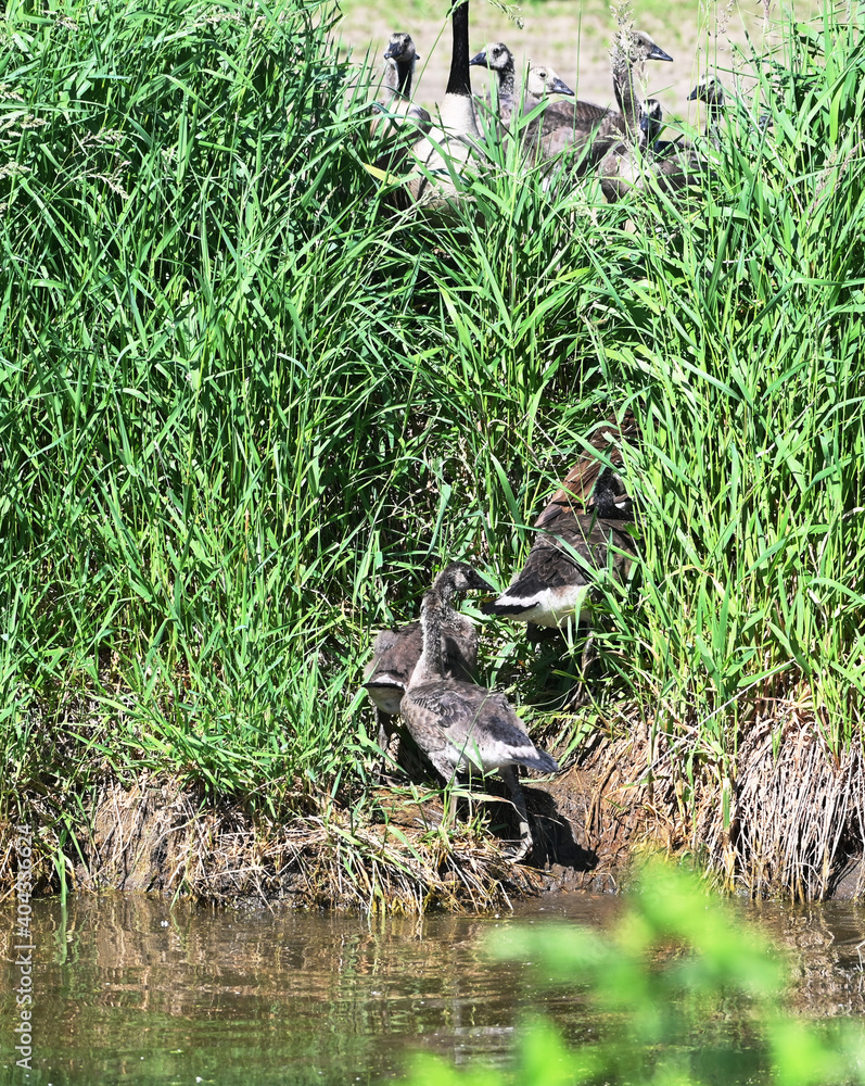 Maturing Goslings up the Hill Maturing Goslings up the Hill