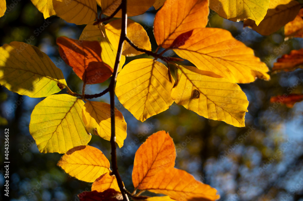 Buchenblätter in der Herbstsonne Buchenblätter in der Herbstsonne