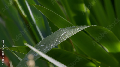 water drops on grass