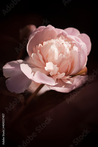 Fluffy peonies flowers background. Spring flowers concept. For design. Nature.