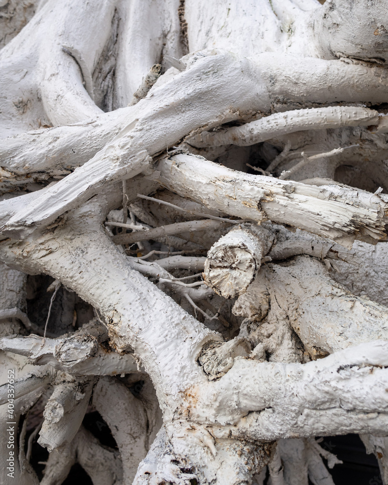 roots of a tree painted white background or backdrop roots of a tree painted white background or backdrop