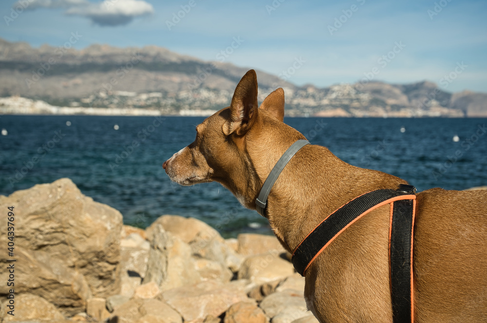dogs in a beach with rocks enjoying a sunny day in the summer. dogs in a beach with rocks enjoying a sunny day in the summer.