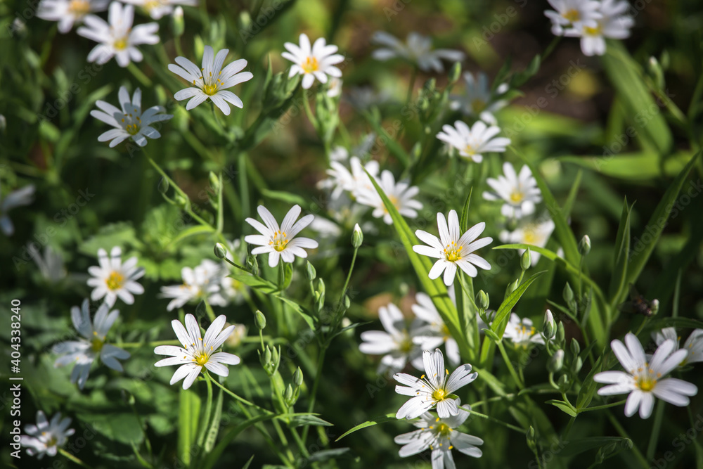 Beautiful white spring flowers in a wild meadow Beautiful white spring flowers in a wild meadow