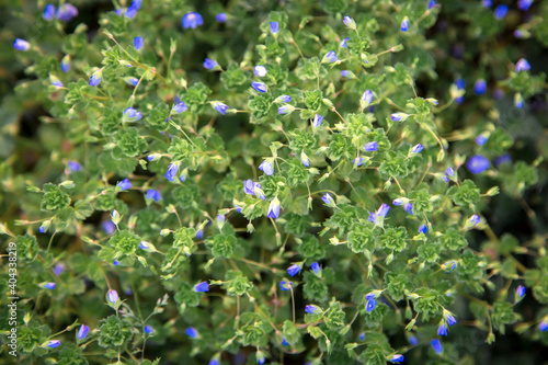 Beautiful blue flowers on green grass. The primroses.