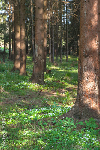 Beautiful spring coniferous forest with white flowers on the grass