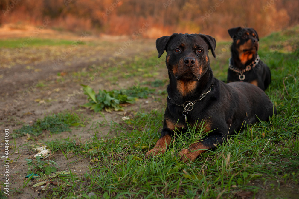 Two black rottweiler dogs lying in the green grass next to each other during the sunset. Two black rottweiler dogs lying in the green grass next to each other during the sunset.