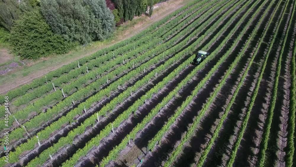 Aerial view of tractor leaf trimming grapevines on vineyard in Marlborough, New Zealand Aerial view of tractor leaf trimming grapevines on vineyard in Marlborough, New Zealand