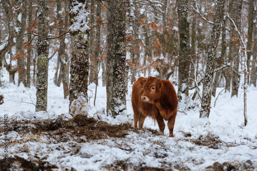 Cow eating hay in the winter snow. Scottish cow grazing in a forest