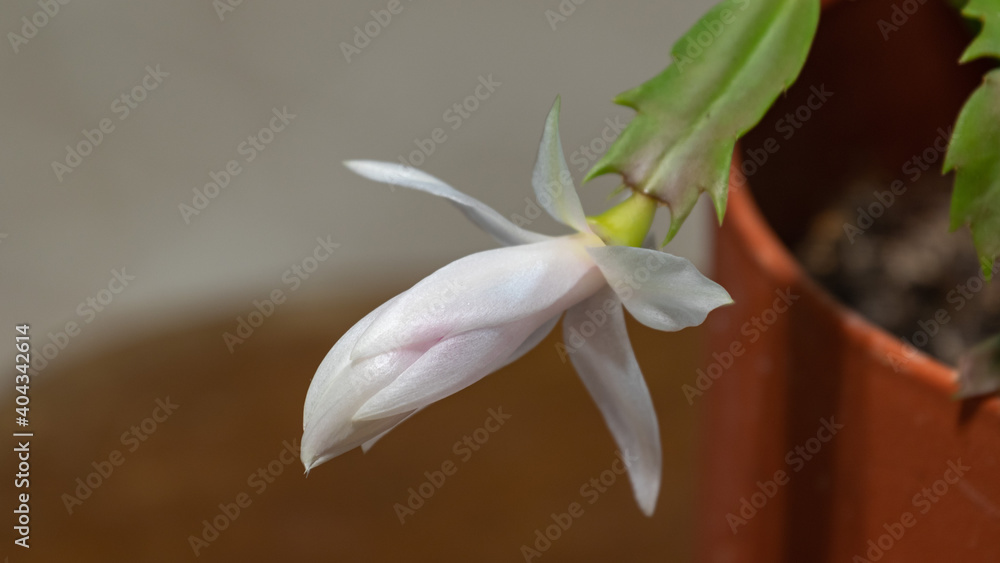 Obraz premium Christmas Cactus Flower
