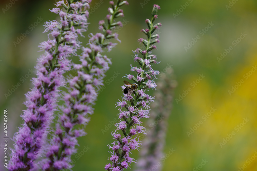 Obraz premium Carpenter Bee (Xylocopa virginica) on Pink-scale (Liatris elegans)