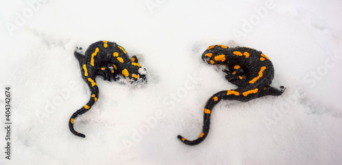 Two salamanders in the snow photo