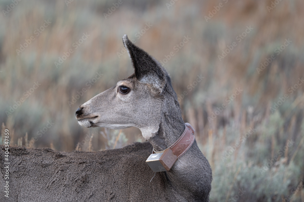Mule deer with tracking device