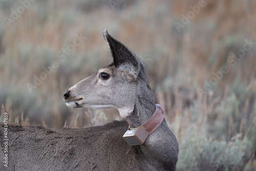Mule deer with tracking device