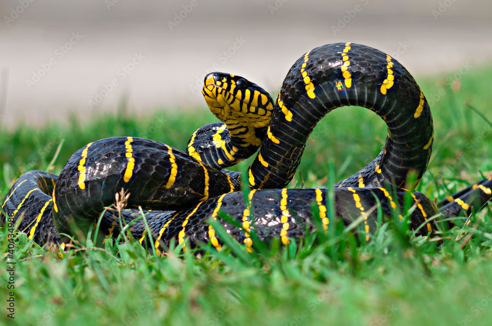 Boiga dendrophila, commonly called the mangrove snake or the gold-ringed cat snake Boiga dendrophila, commonly called the mangrove snake or the gold-ringed cat snake