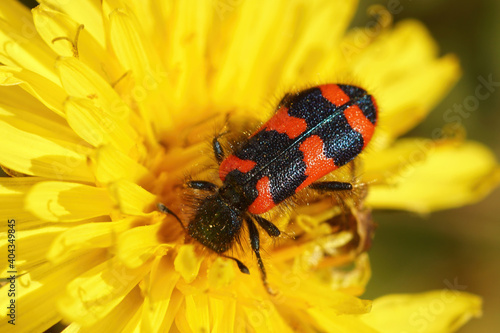 The colorful bee hive beetle , Trichodes alvearius, parasites in nest of solitary bees photo