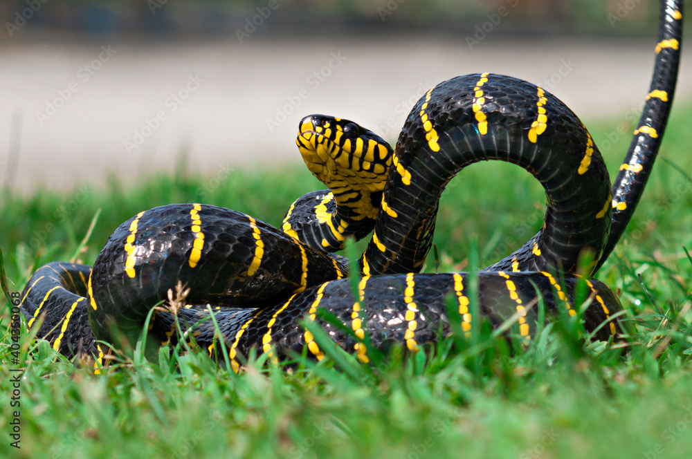 Boiga dendrophila, commonly called the mangrove snake or the gold-ringed cat snake Boiga dendrophila, commonly called the mangrove snake or the gold-ringed cat snake