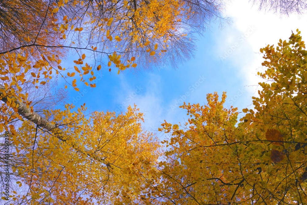 autumn leaves against blue sky