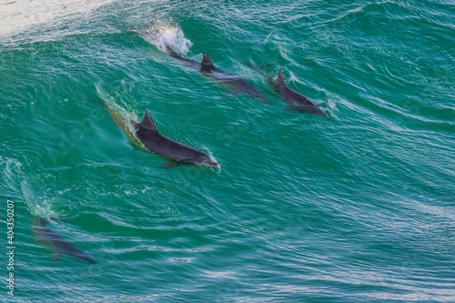 Four dolphins riding a wave