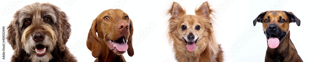 Beautiful animals in front of a white background