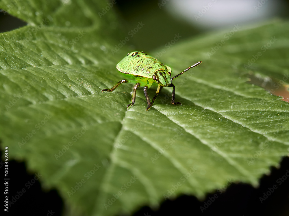 beetle on a leaf beetle on a leaf